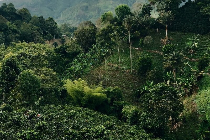 kávová oblast v regionu Quindío v Kolumbii